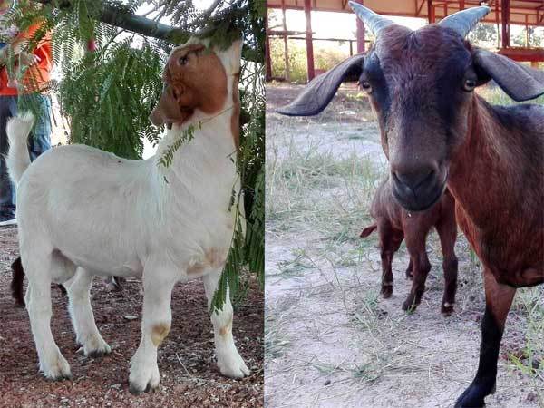 Thailand goat farming