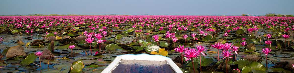 Red lotus sea Udon Talay Bua Daeng lake